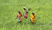 Farm growth in UPA era better than 4 years of NDA