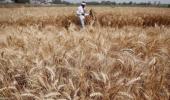 Wheat MSP hiked by Rs 105/quintal