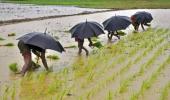 Southwest monsoon has been fairly normal this year: IMD