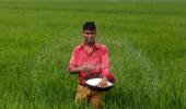 Rains to hit paddy yield in north India