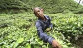 World has a new largest private tea producer