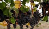 US, China trade war sweetens India's grape export plans