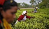 As gardens stay shut tea firms suffer heavy losses