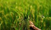 Kharif crop sowing picks up pace as monsoon moves in