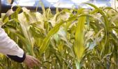 Insecticides...