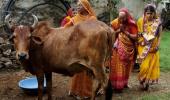 From Mata to Menace: How the holy cow may 'eat' votes!