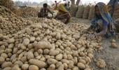 Potato prices jump by 25% due to crop damage, rains