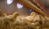 Indian Poultry...