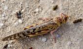 What are locusts? And why are they such a big menace?