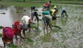 Kharif sowing rises to 1,062.93 lakh hectares so far