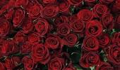 Roses to become pricier as demand rises ahead of V-Day