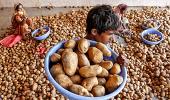 Humble potato takes tech route to health food status