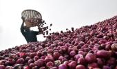 Maha farmer kills self over onion price crash