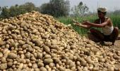 UP farmers feel the pinch as potato prices soar