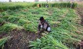 Agriculture grows at 3.4% in Q1 despite poor GDP