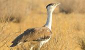 SC moots Project Tiger plan for great Indian bustard