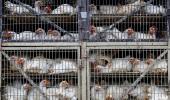 Bird flu: The Rs 90K cr poultry industry is in a fix