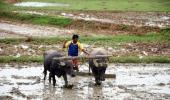 Deficient Rains Threaten Kharif Crop