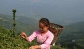 Crisis Brews In Darjeeling's Tea Gardens