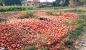 Now soaring tomato prices add to household woes