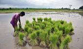 Rice production may fall by 10-12 mn tonnes this year