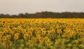 Sunflower oil shipments to India from Russia is normal