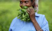 Ukraine crisis: India's tea exports likely to be hit