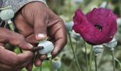 Centre allows a private player to process opium