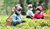 Tea Industry Hopes Russia Makes Tea, Not War