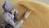 India bans wheat exports to control domestic prices