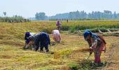 Yeh Hai India: It's Harvest Time!