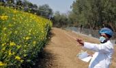 Concerned about risk factors of GM mustard: SC