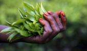 Tea: every year Darjeeling finds a way to become worse