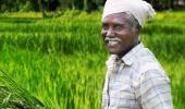 Advanta Seeds...