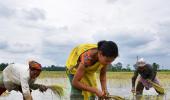 Why Rice Economy Faces Turmoil