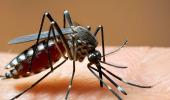 India's First Dengue Vaccine Likely To Be Ready By 2026