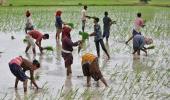 Global firms form 'good rice alliance' for farmers