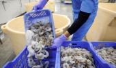 India's shrimp exports hit by US tariffs