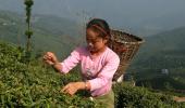Nepalese tea takes the flavour out of Darjeeling tea