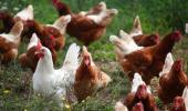 Poultry farmer Ravindra Metkar invited by Oxford University
