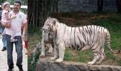 Suriya's brother adopts a tiger!