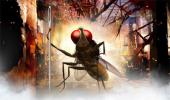 First Look: S S Rajamouli's Eega