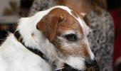 Hollywood star dog 'pens' memoirs!
