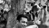 Salman Khan's day out with monkeys!