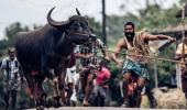 What sending Jallikattu to the Oscars means