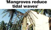 'Mangroves reduce tidal waves'