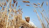 Bihar farmers refuse to cut their crop prematurely for PM's function