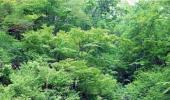 Forests will rescue India, says Jairam Ramesh