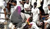 'Jallikattu not a festival but a commercial event'