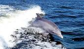 Dolphin, India's national aquatic animal